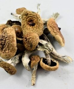 Albino A+ Mushrooms 5grams